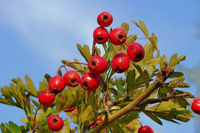 Les 5 meilleures plantes les plus efficaces pour eviter le stress